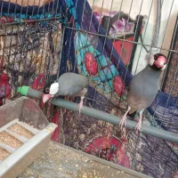 تعدادی پرنده...|پرنده|شیراز, وصال|دیوار