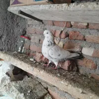 کبوتر|پرنده|اردبیل, |دیوار