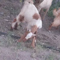 ۳عددکهره نر