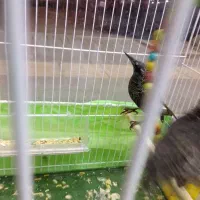 مینا|پرنده|مشهد, شهرک امام هادی (شهرک غرب)|دیوار