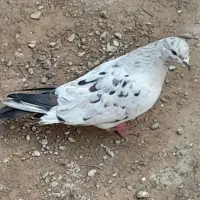 کفترکبوتر۲۵۰