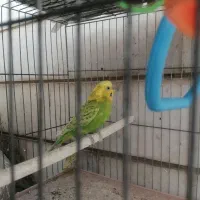 جفت مرغ عشق