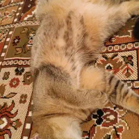 گربه نر ۹ماهه