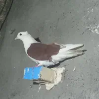 کبوتر|پرنده|اهواز, کوی ایثار|دیوار