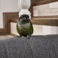 پرنده گرینچیک