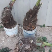 پاجوش نخل قصب و کنارهندی سیبی