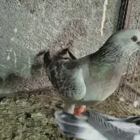 کفتر مشکی دم سفید