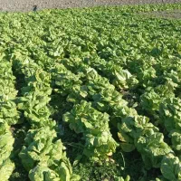 کاهوسفیدروغنی درجه یک|خوردنی و آشامیدنی|مینودشت, |دیوار