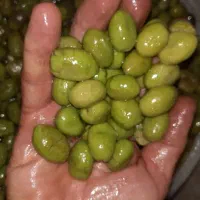 فروش زیتون ماری و گوشتی|خوردنی و آشامیدنی|رشت, توشیبا|دیوار