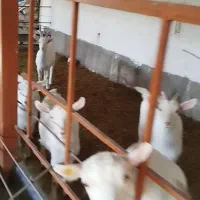 تعدادی بز سانن