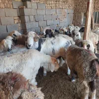 نیازمند کارگر ساده(چوپان)