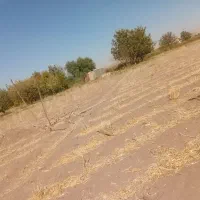 زمین زراعی کشاورزی حاصلخیز نزدیک آب