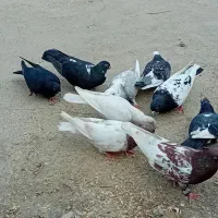۱۰ تا کبوتر|پرنده|مینودشت, |دیوار
