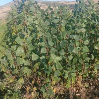 نهال صنوبر ترک و تبریزی یکساله و دوساله|خدمات باغبانی و درختکاری|مینودشت, |دیوار