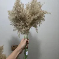 گیاه خشک طبیعی پامپاس با ارسال را یگان|گل مصنوعی|دورود, |دیوار