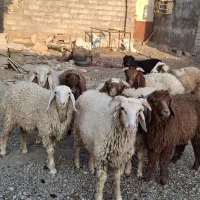 ۲۸۵،000،000 جفت|حیوانات مزرعه|اهواز, الهائی|دیوار