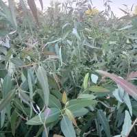 اکالیپتوس دوساله تولید اصفهان در فضای باز|خدمات باغبانی و درختکاری|اصفهان, سودان|دیوار