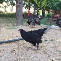 چهار عدد مرغ مرندی جوان و یک عدد بو قلمون