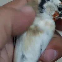 پرنده سهره چونه سفید جفتی،جوجه قفس یاسمین|پرنده|ری, دولتآباد|دیوار