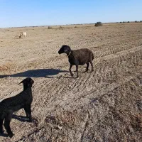 گوسفند بره دار حیوانات مزرعه|حیوانات مزرعه|سیمین شهر, |دیوار