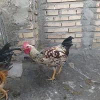 خروس جوان|حیوانات مزرعه|مشهد, بهارستان|دیوار