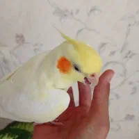 عروس هلندی ماده|پرنده|سیرجان, |دیوار