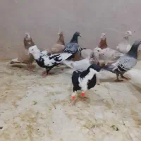 کبوتر|پرنده|الوند, |دیوار