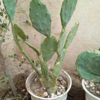 گل کاکتوس مناسب برای تکثیر وفروش