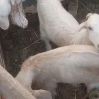 فروش کهره های داشتی