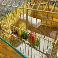 طوطی برزیلی