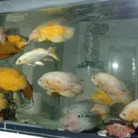 اسکار خوش رنگ