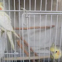 عروس هلندی