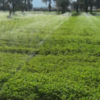 اجاره زمین کشاورزی سرگریج ۲۰ هکتار شیش دانگ
