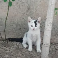 بچه گربه