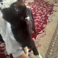 سلام ۲ عدد کره نرماده شیری