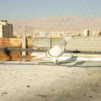 نرسینه وماده شهری سوسنی|پرنده|شیراز, دارالرحمه|دیوار