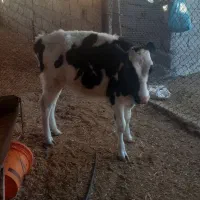 گوساله کور|حیوانات مزرعه|شباب, |دیوار