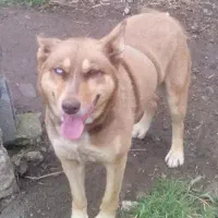 سگ هاسکی|سگ|خان ببین, |دیوار