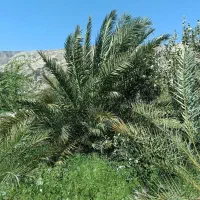 فروش تعداد ۱۰ نخل جهت فضای سبز و معابر