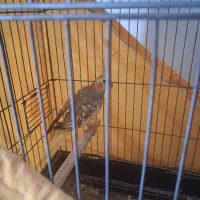 عروس هلندی ماده