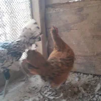 مرغ و خروس سبرایت