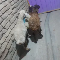 شیشک و بره نر|حیوانات مزرعه|ملایر, |دیوار