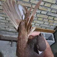 یک سرخ صربستانی درجه یک اصیل|پرنده|شادگان, |دیوار