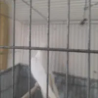 عروس هلندی آلبینو ماده|پرنده|اراک, |دیوار