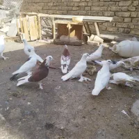 کبوتر|پرنده|اصفهان, شهشهان|دیوار