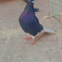 کبوتر|پرنده|اهواز, پردیس|دیوار