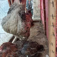 مرغ خروس