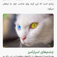 گربه نژادKhao manee(معاوضه باپرشین،اسکاتیش،بریتیش)|گربه|مرند, |دیوار