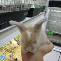 خرگوش مینیاتوری|موش و خرگوش|تهران, تهرانپارس شرقی|دیوار