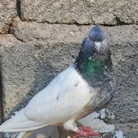 کله زرد و سرخ و سبز و